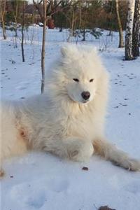 Gorgeous White Samoyed Dog Playing in the Snow Journal