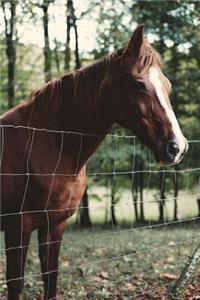 Horse Dreams