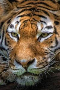 Tiger's Eyes Journal