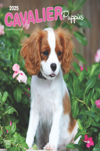 Cavalier King Charles Spaniel Puppies 20