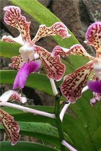 Orchids in Nature Notebook