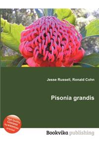 Pisonia Grandis