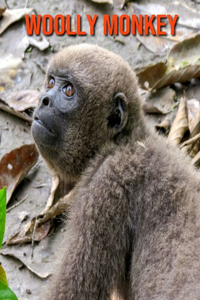 Woolly Monkey