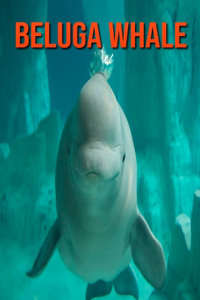 Beluga Whale