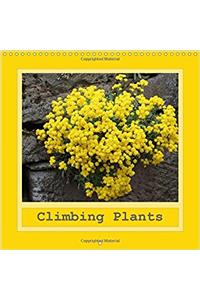 Climbing Plants 2017