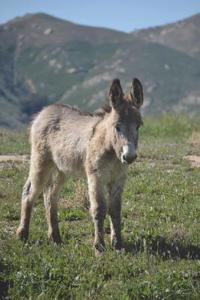 Baby Burro Journal