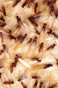 Insect Journal Termites Swarm Entomology