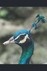 Pfau