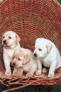 2020 Weekly Planner Cute White Puppies Dog Photo 134 Pages