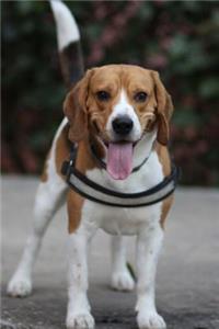 Beagle on the Street Journal