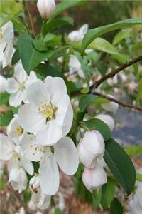 2019 Daily Planner Spring Flowering Tree Branch Full Bloom 384 Pages