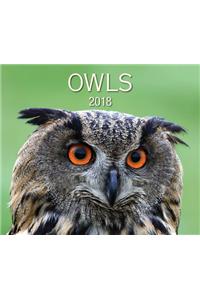 Owls 2018