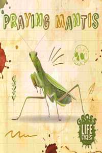 Praying Mantis