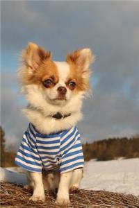 Styling Long-Haired Chihuahua Dog in a Blue Striped Shirt Pet Journal