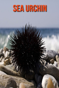 Sea Urchin