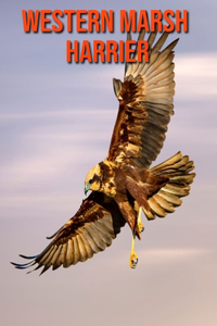 Western Marsh Harrier