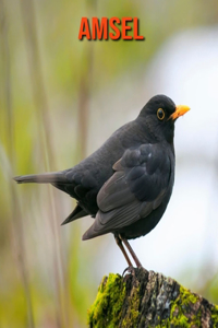 Amsel