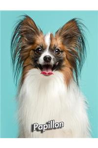 Papillon