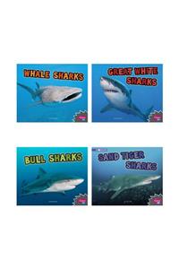 All about Sharks
