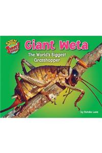 Giant Weta