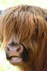 Scottish Highland Cow Journal