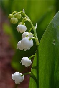 Lily of the Valley Flowering in May Journal