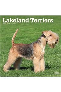 Lakeland Terriers 2020 Square Btuk