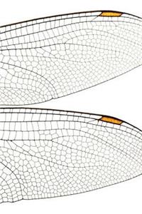 Dragonfly Notebook