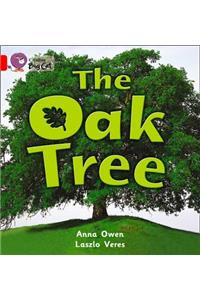 Oak Tree Workbook