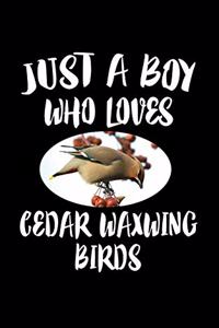Just A Boy Who Loves Cedar Waxwing