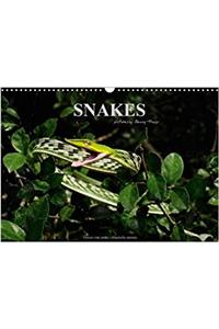 Snakes / UK-Version 2017
