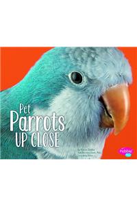 Pet Parrots Up Close