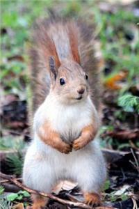 Inquisitive Red Squirrel in the Park Journal