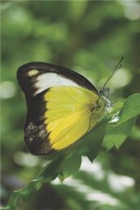 Schmetterling