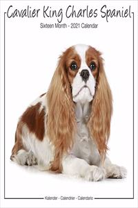 Cavalier King Charles Spaniel Studio 2021 Wall Calendar