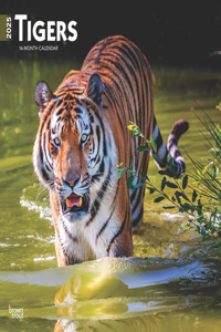 Tigers 2025 Square Wrap