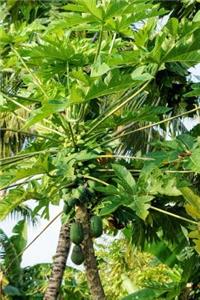 Papaya Tree on the Maldives Journal