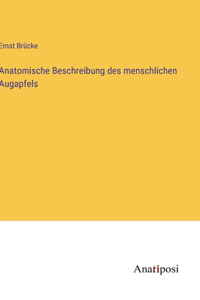 Anatomische Beschreibung des menschlichen Augapfels