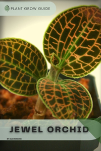 Jewel Orchid: Plants guide