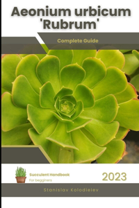 Aeonium urbicum 'Rubrum'