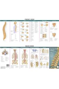 Anatomical Chart Company's Illustrated Pocket Anatomy: The Vertebral Column & Spine Disorders Study Guide