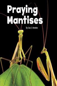 Praying Mantises