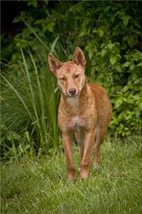 Dingo Wild Dog Journal