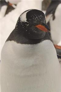 Gentoo Penguin Portrait Journal