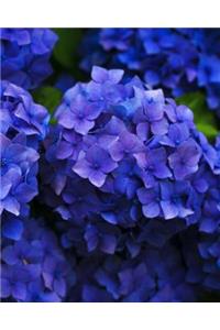 Hydrangeas