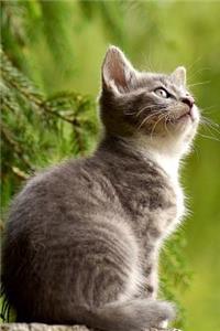 A Curious and Intent Little Tabby Kitten Pet Journal