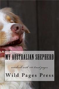My Australian Shepherd