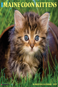 Maine Coon Kittens 2026 12 X 12 Wall Calendar