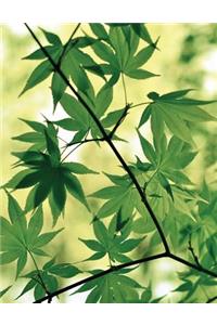 Spring Maple Sketchbook