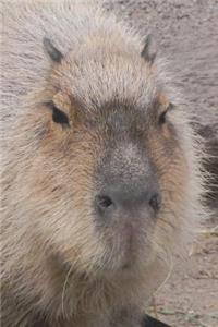 Say Hello to the Capybara Journal